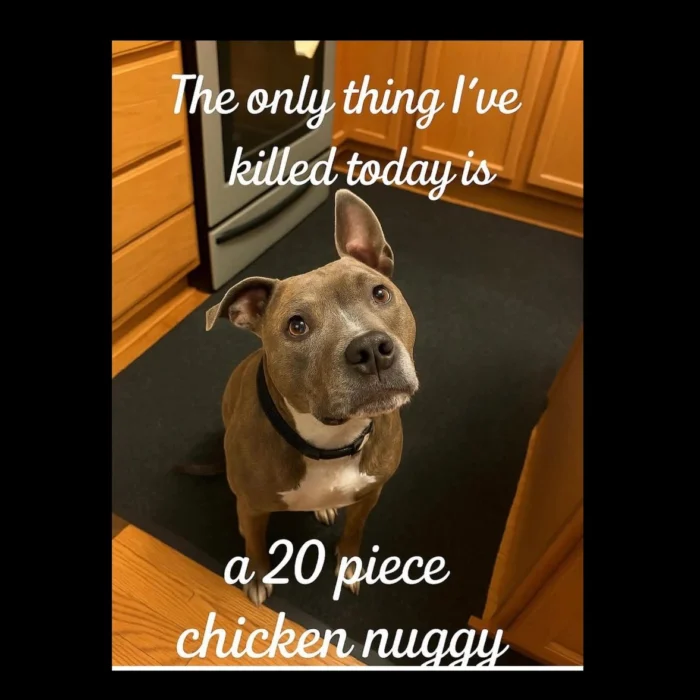 A dog looks up with a caption about killing a 20-piece chicken nugget.